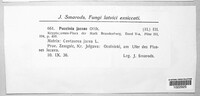 Puccinia jaceae image